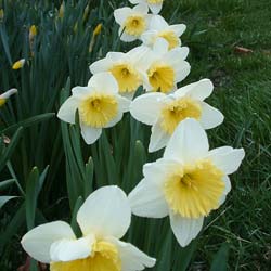 Daffodil 'Ice Follies'